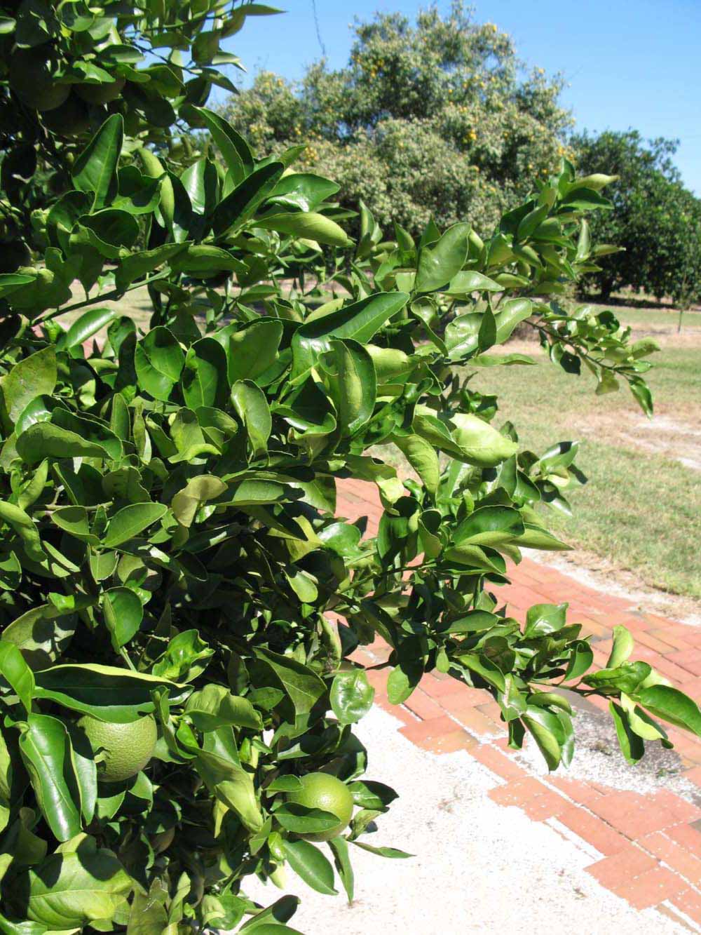              Sun leaves (Winter Haven, FL)       